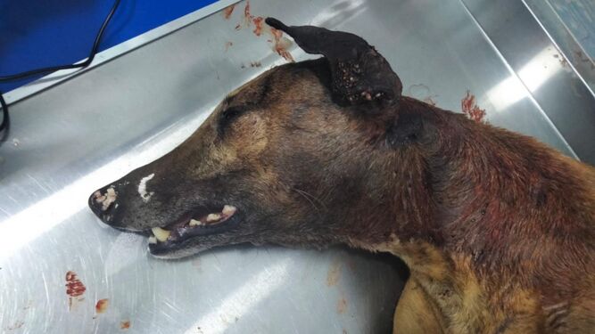 Seprona investiga un caso de maltrato a una perra a la que partieron el cráneo y tiraron a un contenedor