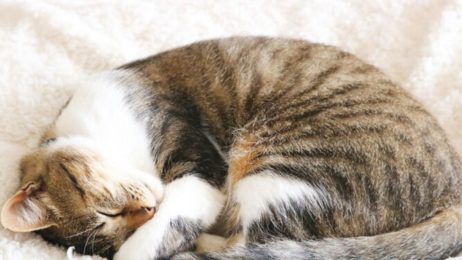7 curiosidades de los gatos cuando duermen
