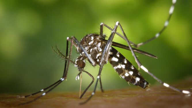 Un mosquito tigre.