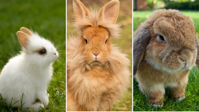 Tipos de conejos más adecuados como mascota