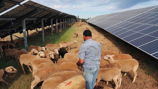 José Antonio Gonzálvez con su rebaño de ovejas en la planta fotovoltaica Andévalo