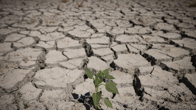 Las fotos de la sequía que sufren los cultivos de arroz en Isla Mayor
