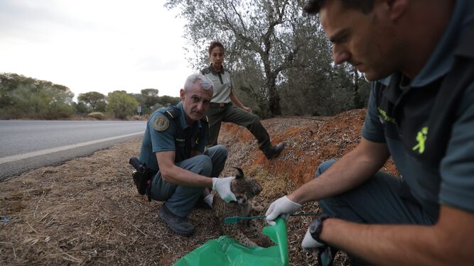 Agentes del Seprona y de Medio Ambiente recogen el cadáver del lince ibérico.