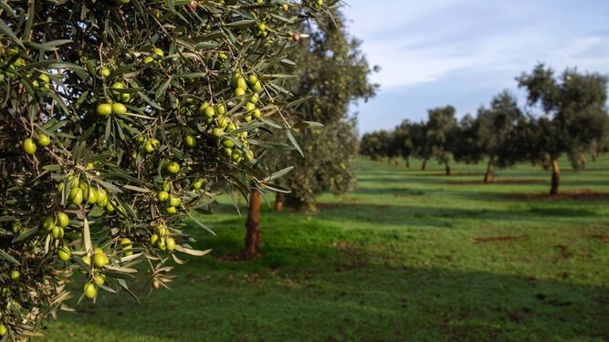 Los olivos son el principal recurso andaluz para producir biometano a partir de residuos agrícolas.