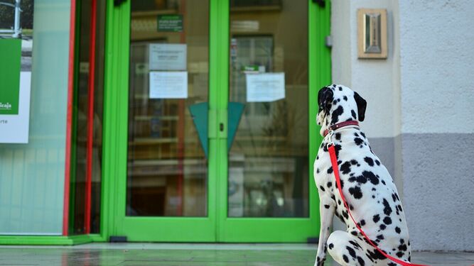 Multas de hasta 10.000 euros por dejar a tu perro solo en la puerta del supermercado