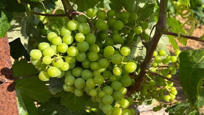 Cuajado de la uva una vez superada la fase de floración en el viñedo del Marco.