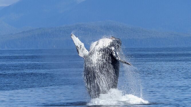 Así explica la ciencia los ataques de las ballenas a los barcos