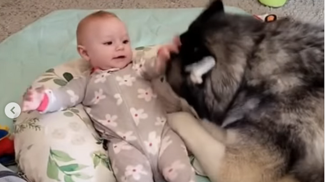 El escandaloso vídeo de un husky jugando con un bebé desata las redes