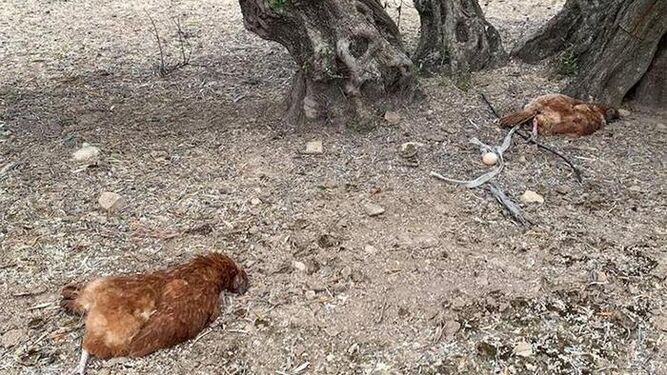 Escalofrimiento suceso en Jaén: violan y matan a 15 gallinas