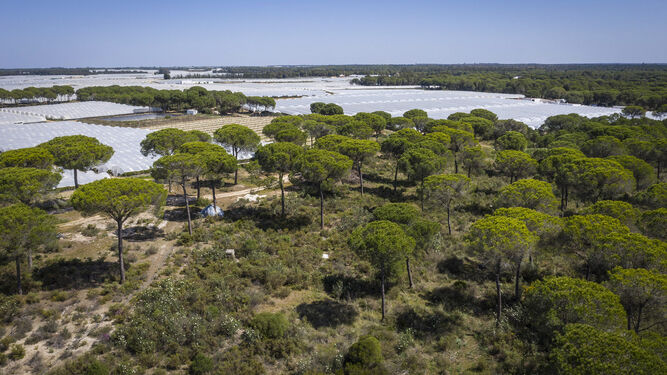 Imagen aérea de cultivos en el entorno de Doñana.