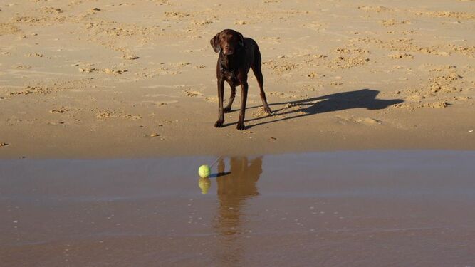 Brandy Braco Alemán Lista de las playas para perros en Andalucía en 2023