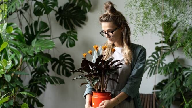 Estas plantas absorben el calor de tu casa, ¿cómo cuidarlas?