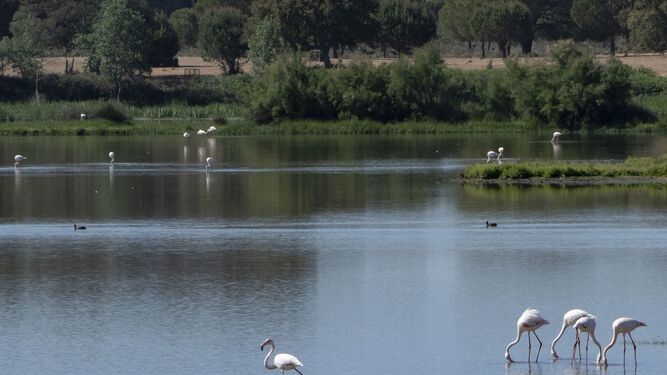 Flamencos en el entorno del parque de Doñana.