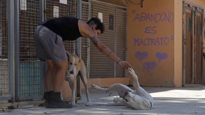 Sociedad protectora de animales en el Campo de Gibraltar.