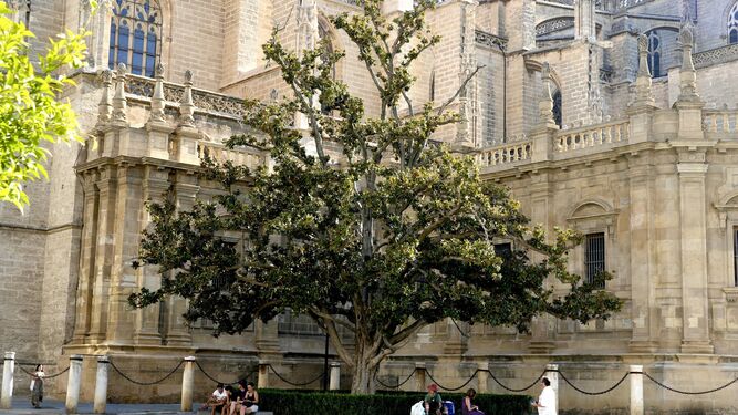 El magnolio de la Catedral de Sevilla.