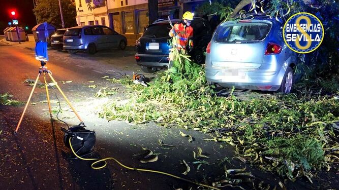 Tres heridos leves al caerles una rama de una árbol en la calle Canal de Sevilla.