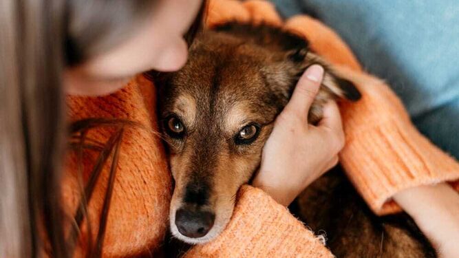 Los dueños de perros deberán cumplir esta obligación en septiembre cuando entre en vigor la Nueva Ley de Bienestar Animal