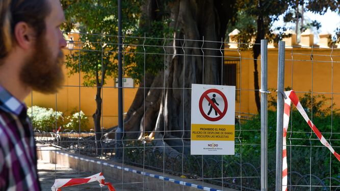 La valla, el cartel de advertencia del Ayuntamiento y el inmenso ficus, en una imagen tomada este martes.