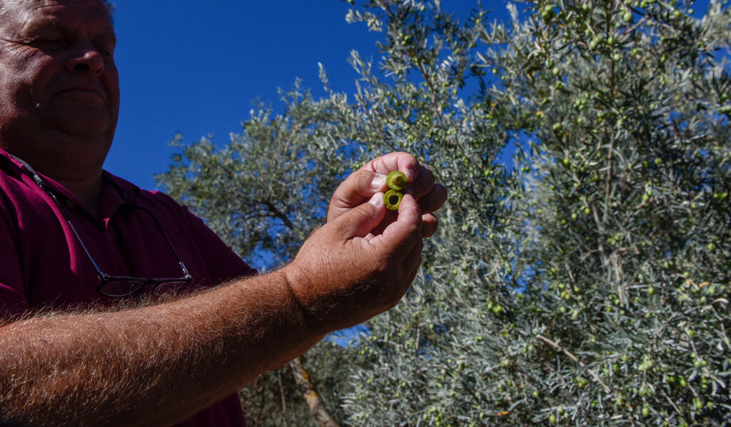 La sequ&iacute;a causa estragos en el olivar andaluz