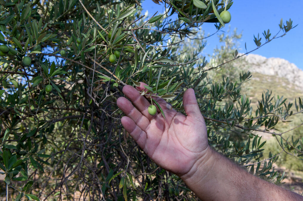 La sequ&iacute;a causa estragos en el olivar andaluz