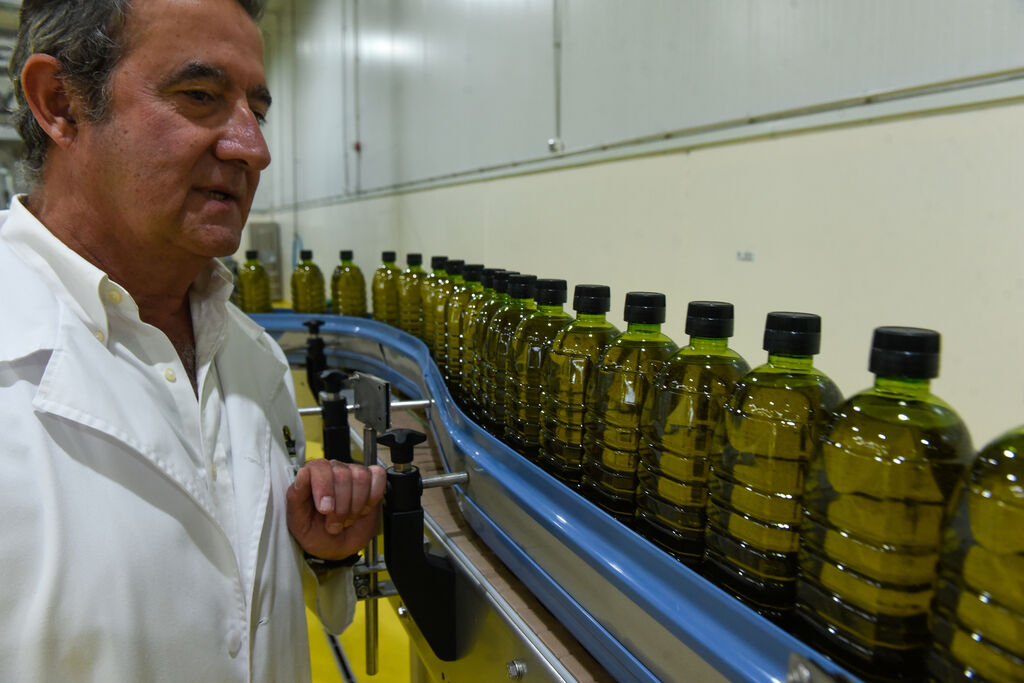 La sequía causa estragos en el olivar andaluz