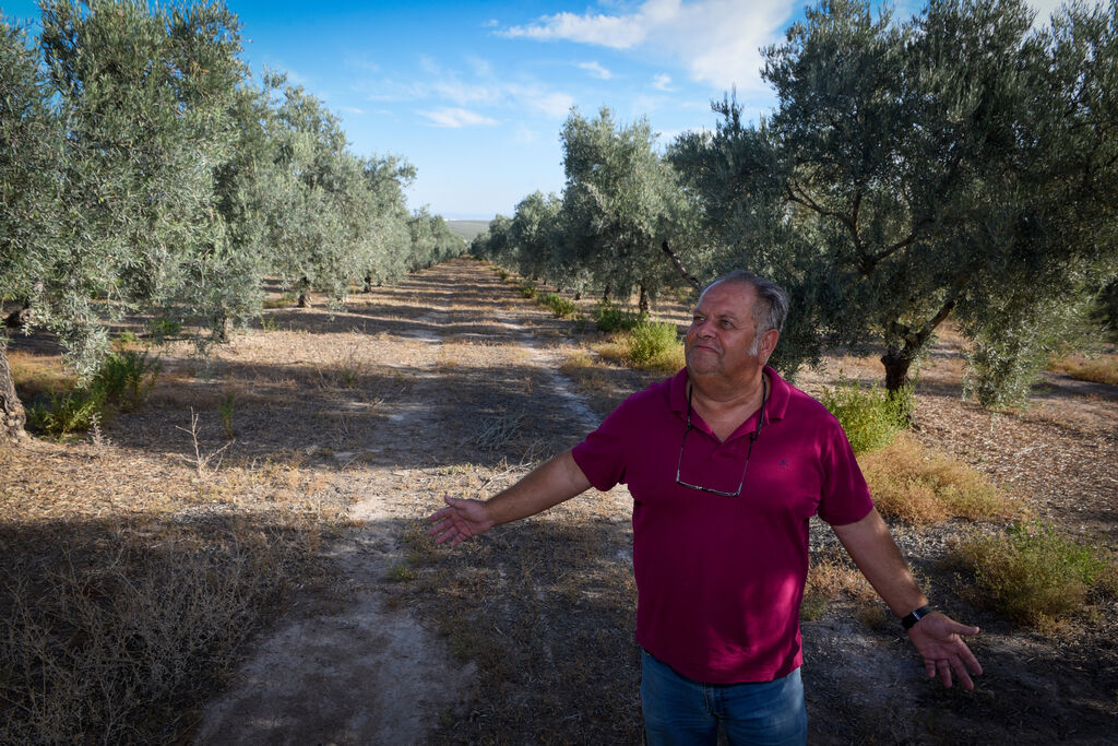 La sequía causa estragos en el olivar andaluz