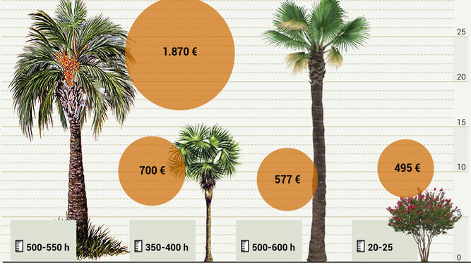 El precio de las especies de árboles que hay que reponer en Sevilla