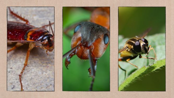 Mosquitos, avispas, cucarachas… por qué cada vez los veremos más
