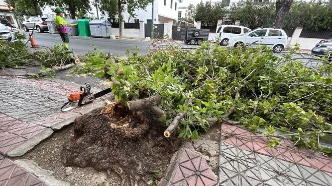 Árbol caído en la calle Padre García Tejero