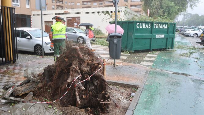 Estado en el que ha quedado el árbol que se ha desplomado junto al Colegio de los Padres Blancos.