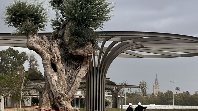 Un olivo de más de 900 años destaca en las zonas verdes del Jardín de las Cigarreras