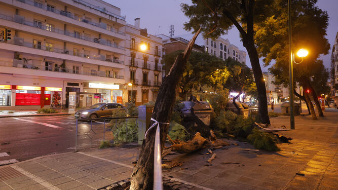 Los efectos de la borrasca 'Bernard' en Sevilla, todas las fotos
