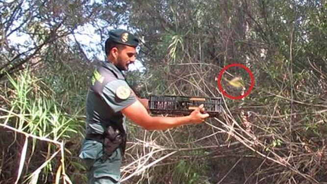 Investigado por cazar aves fringílidas con medios de captura prohibidos