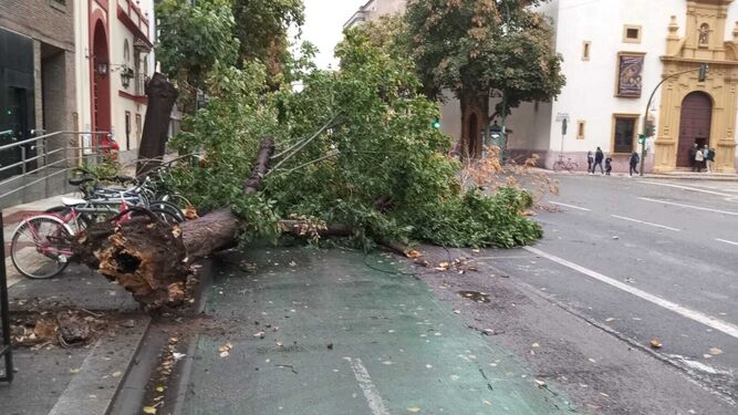 Un árbol arrancado por el viento en Sevilla, junto a unas bicicletas.