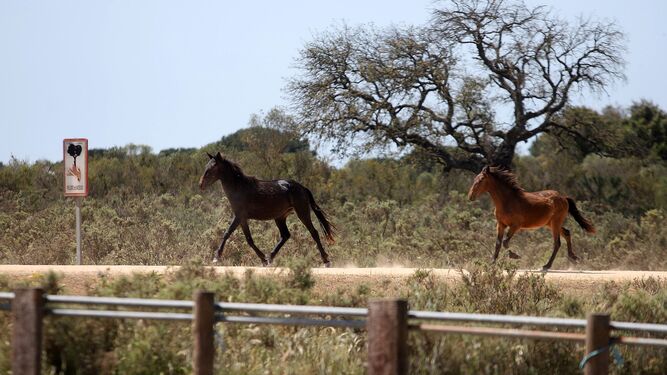 Dos caballos en las inmediaciones de El Rocío dentro del Parque Nacional de Doñana.