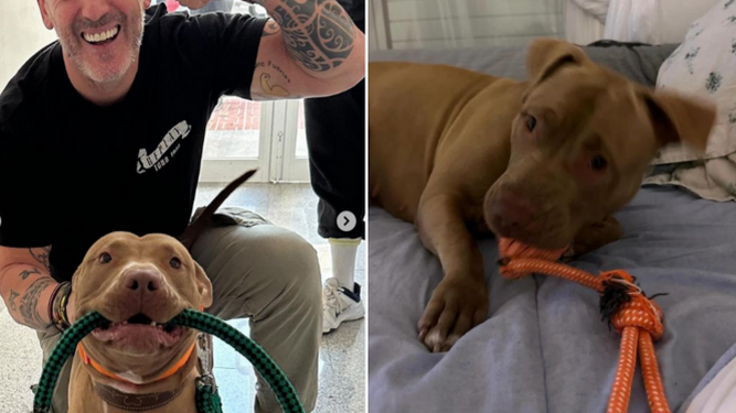 Rescatan a Lía, la perra pitbull maltratada dos veces en Ibiza
