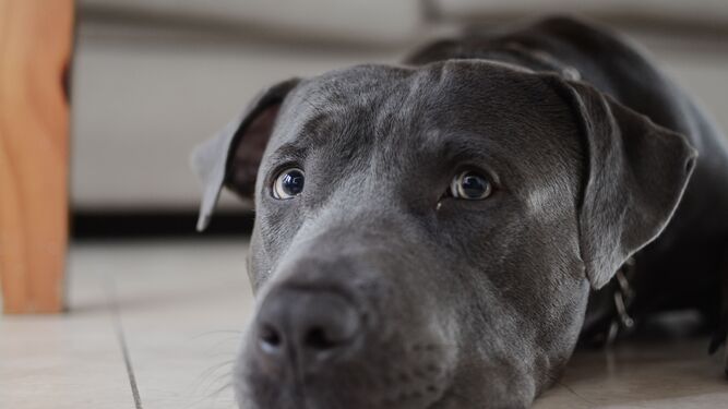 Enfermedad de Addison: la enfermedad silenciosa de los perros difícil de prevenir