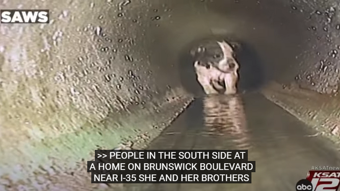 el angustioso rescate de ocho horas de una cachorra atrapada en una alcantarilla