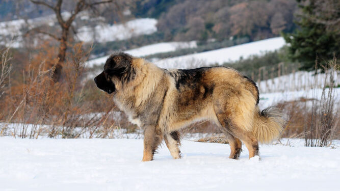 Pastor del Cáucaso, el perro guardián de la montaña