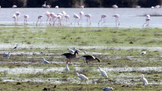 Imagen de un grupo de aves en las marismas de Doñana durante el día de ayer.
