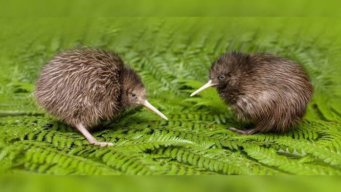 Nacen por primera vez en 150 años polluelos de kiwi en la capital de Nueva Zelanda