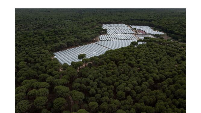 Un cultivo de regadío en los pinares de Almonte, en las inmediaciones de Doñana.