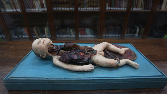 El 'niño diseccionado', escultura en cera policromada que data del siglo XVIII.