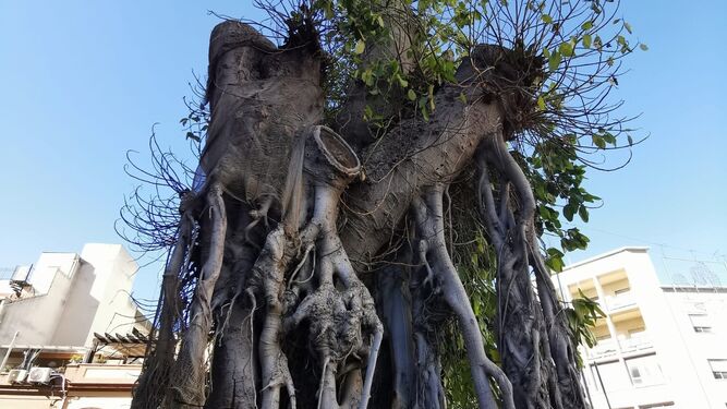 El ficus de San Jacinto sufre bloqueo de sus raíces y una importante pérdida de hojas