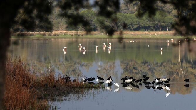 Aves en las marismas de Doñana, próximas al Rocío.