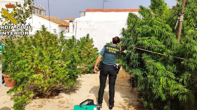 Una agente de la Guardia Civil inspecciona una plantación de marihuana.
