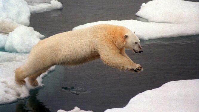 Un oso polar salta a un islote de nieve