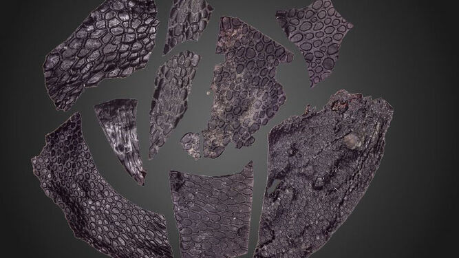 La piel fosilizada de un reptil 21 millones de años