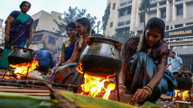 Festival Thai Pongal en India
