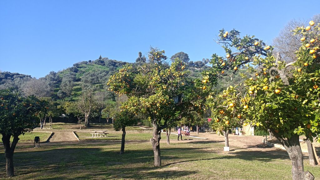 El parque tiene muchos naranjos y animales de granja en semilibertad.